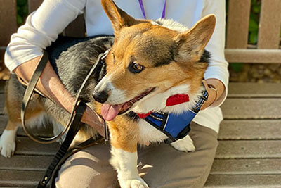 community hospice pet program pet adoption pet volunteer program pet therapy home