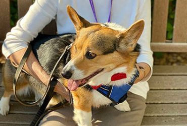 community hospice pet program pet adoption pet volunteer program pet therapy home